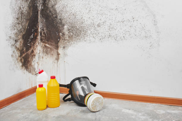 Home Mold Removal in Storrs, CT