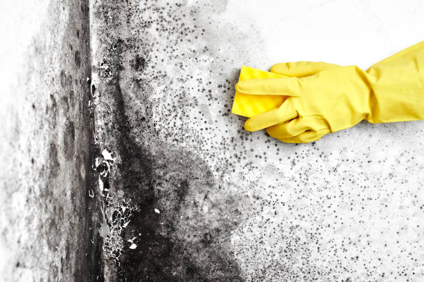 Best Mold Testing  in Storrs, CT
