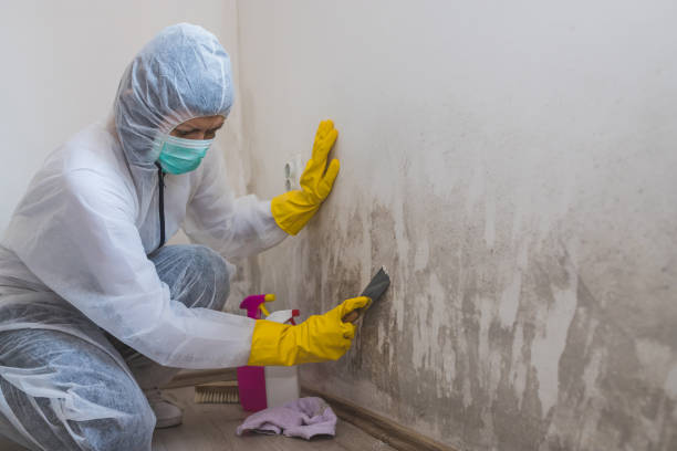 Best Mold Remediation Experts  in Storrs, CT