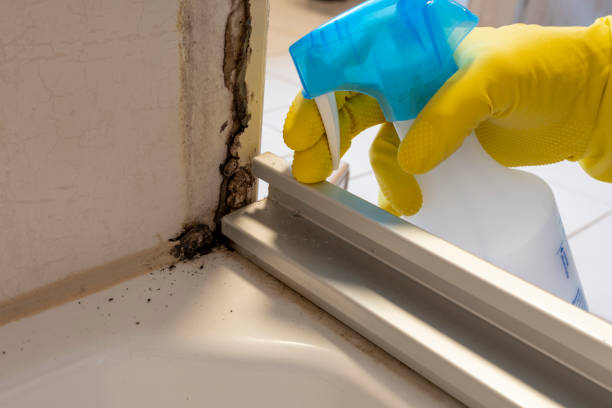 Best Certified Mold Removal  in Storrs, CT