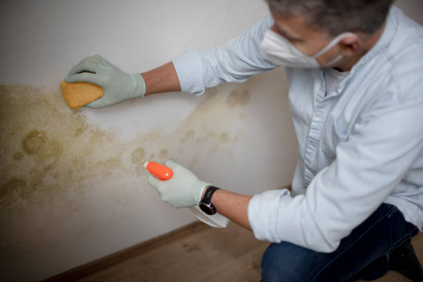 Best Professional Mold Removal  in Storrs, CT