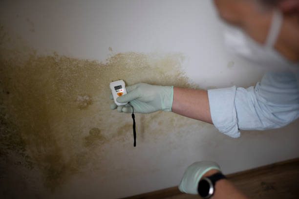 Best Certified Mold Removal  in Storrs, CT