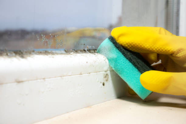 Best Mold Damage Repair  in Storrs, CT