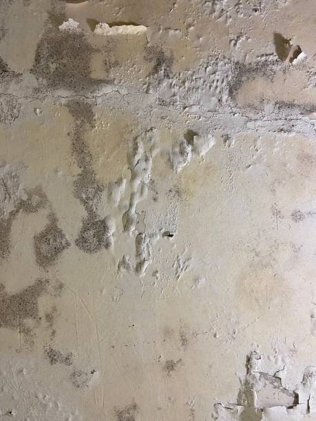 Best Fast Mold Removal  in Storrs, CT