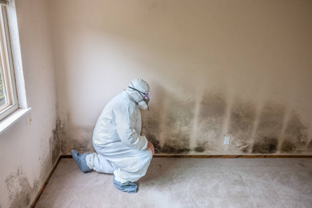Best Toxic Mold Removal  in Storrs, CT
