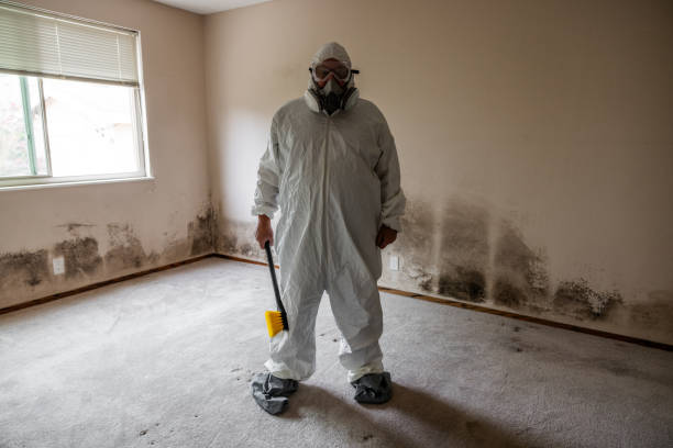 Best Local Mold Removal Service  in Storrs, CT