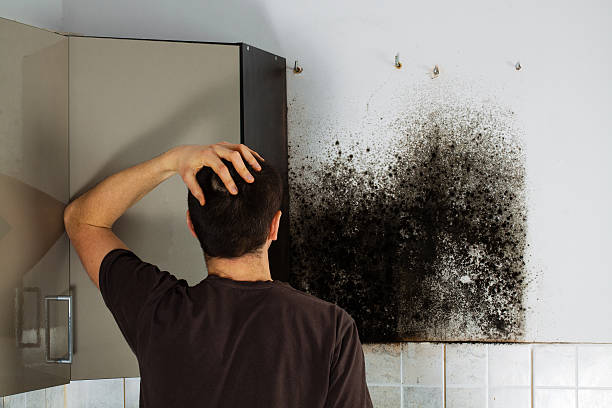 Best Mold Testing  in Storrs, CT