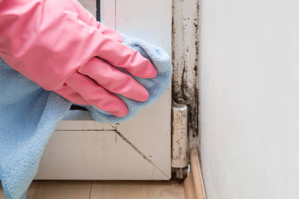 Best Mold Testing  in Storrs, CT