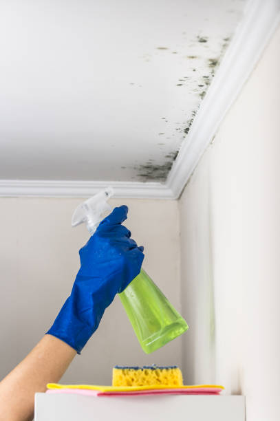 Attic Mold Removal in Storrs, CT