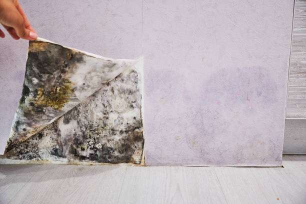 Best Mold Testing  in Storrs, CT